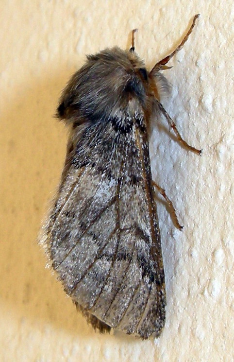 Traumatocampa pityocampa (Thaumetopoeidae)